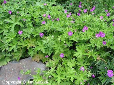 Geranium palustre, ojakurjenpolvi